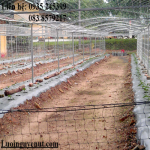 luoi-gian-day-leo (1).png