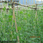 luoi-gian-day-leo (2).png