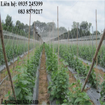 luoi-gian-day-leo (3).png