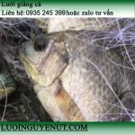 luoi-giang-ca-***-luoinguyenut (2).jpg