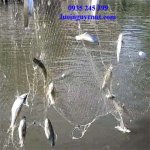 luoi-ca-long-tong (1).jpg