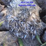 luoi-ca-long-tong (2).jpg